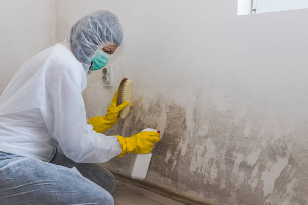 Best Insurance-Related Mold Remediation in West Point, UT