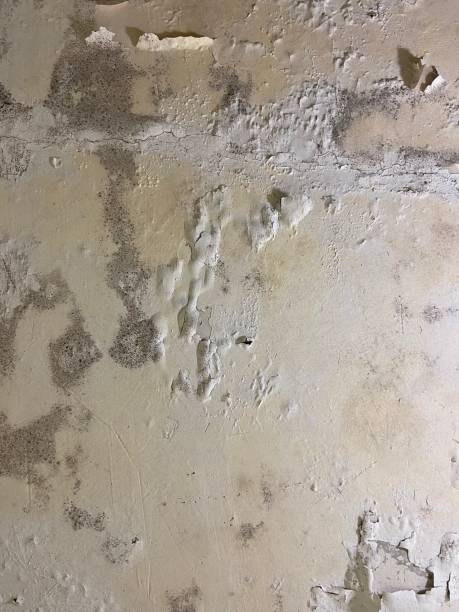 Best Black Mold Remediation in West Point, UT