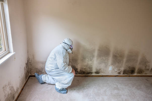 Best Mold Remediation for Specific Building Types in West Point, UT