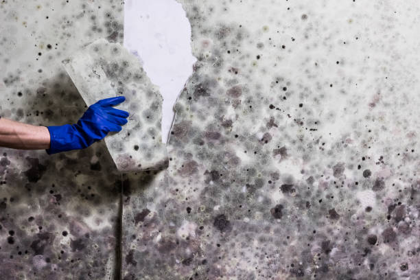 Best Emergency Mold Remediation in West Point, UT